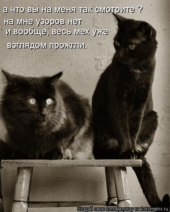 а что вы на меня так смотрите ? на мне узоров нет и вообще, весь мех уже взглядом прожгли.... Котоматрица: а что вы на меня так смотрите ? на мне узоров нет и вообще, весь мех уже взглядом прожгли.