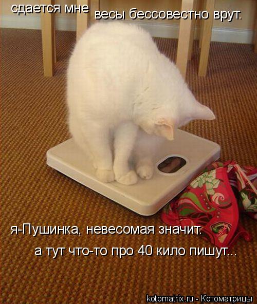сдается мне весы бессовестно врут. я-Пушинка, невесомая значит. а тут что-то про 40 кило пишут...... Котоматрица: сдается мне весы бессовестно врут. я-Пушинка, невесомая значит. а тут что-то про 40 кило пишут...