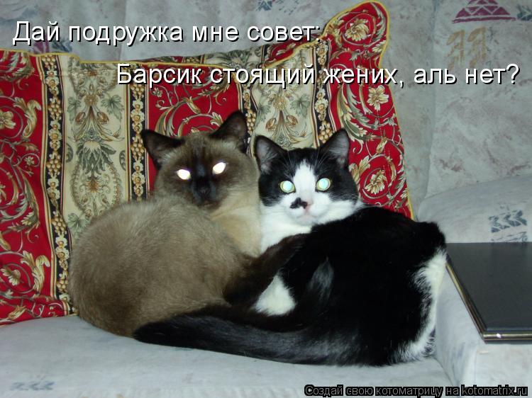 Котоматрица: Дай подружка мне совет: Барсик стоящий жених, аль нет?