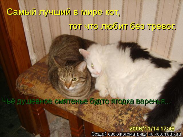 Котоматрица: Самый лучший в мире кот,  тот что любит без тревог.  Чьё душевное смятенье будто ягодка варенья...