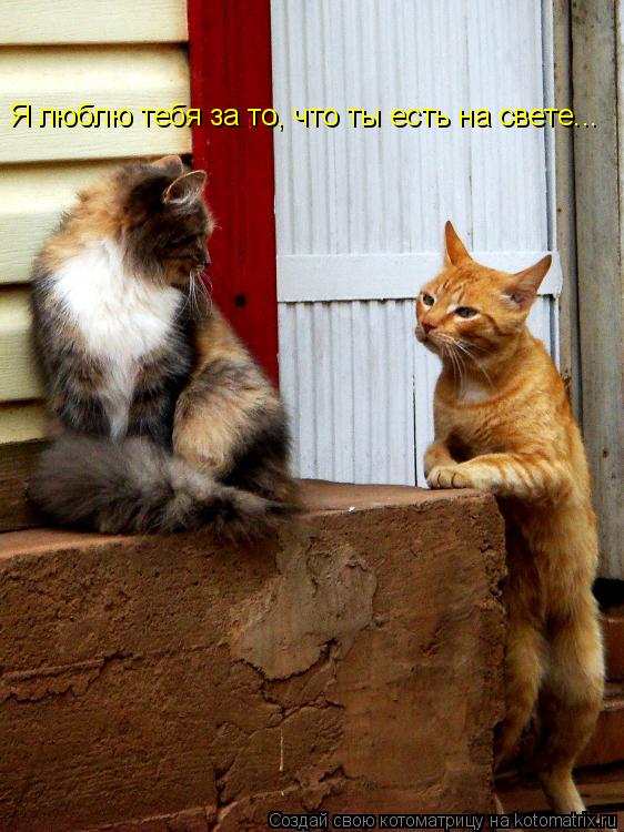 Котоматрица: Я люблю тебя за то, что ты есть на свете...
