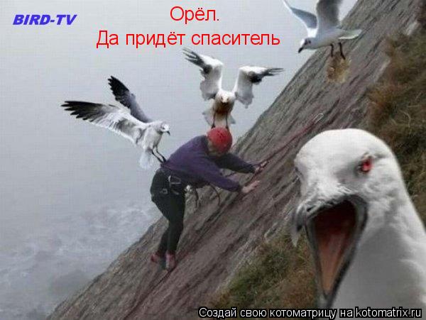 Котоматрица: Орёл. Да придёт спаситель