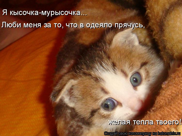 Котоматрица: Я кысочка-мурысочка... Люби меня за то, что в одеяло прячусь, желая тепла твоего!