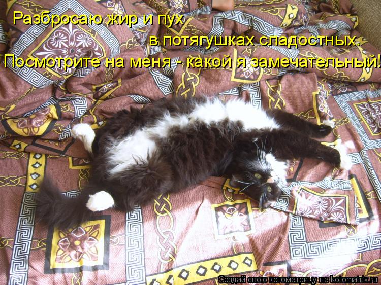 Котоматрица: Разбросаю жир и пух в потягушках сладостных. Посмотрите на меня - какой я замечательный!