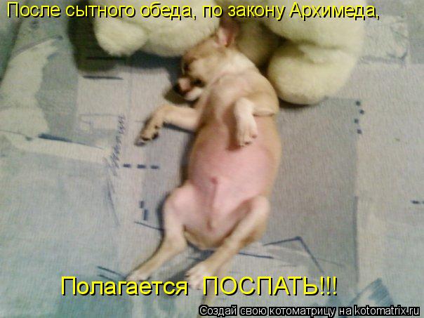 Котоматрица: После сытного обеда, по закону Архимеда, Полагается  ПОСПАТЬ!!!
