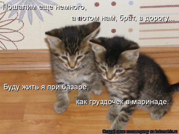 Пошалим еще немного, а потом нам, брат, в дорогу... Буду жить я при базаре, как груздочек в маринаде... Котоматрица: Пошалим еще немного, а потом нам, брат, в дорогу... Буду жить я при базаре, как груздочек в маринаде.