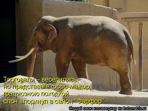 Торговали – веселились, но представьте форс-мажор: грациозною походкой слон впорхнул в салон "Ф... Котоматрица: Торговали – веселились, но представьте форс-мажор: грациозною походкой слон впорхнул в салон "Фарфор"