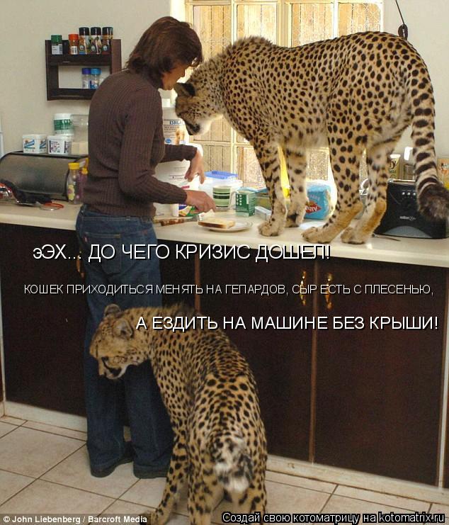 эЭХ... ДО ЧЕГО КРИЗИС ДОШЕЛ! КОШЕК ПРИХОДИТЬСЯ МЕНЯТЬ НА ГЕПАРДОВ, СЫР ЕСТЬ С ПЛЕСЕНЬЮ, А ЕЗДИТЬ НА М... Котоматрица: эЭХ... ДО ЧЕГО КРИЗИС ДОШЕЛ! КОШЕК ПРИХОДИТЬСЯ МЕНЯТЬ НА ГЕПАРДОВ, СЫР ЕСТЬ С ПЛЕСЕНЬЮ, А ЕЗДИТЬ НА МАШИНЕ БЕЗ КРЫШИ!