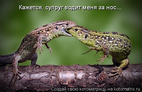 Кажется, супруг водит меня за нос...... Котоматрица: Кажется, супруг водит меня за нос...