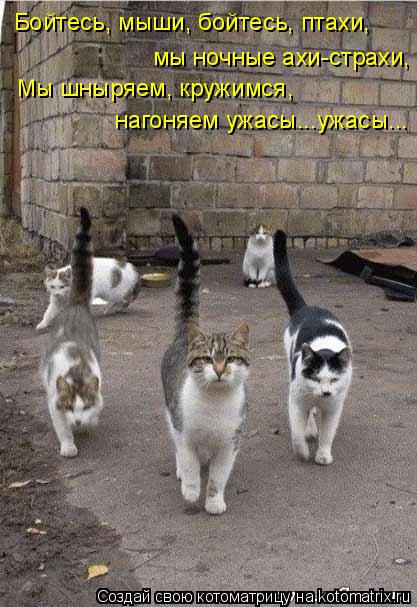 мы ночные ахи-страхи, Бойтесь, мыши, бойтесь, птахи, Мы шныряем, кружимся, нагоняем ужасы...ужасы...... Котоматрица: мы ночные ахи-страхи, Бойтесь, мыши, бойтесь, птахи, Мы шныряем, кружимся, нагоняем ужасы...ужасы...