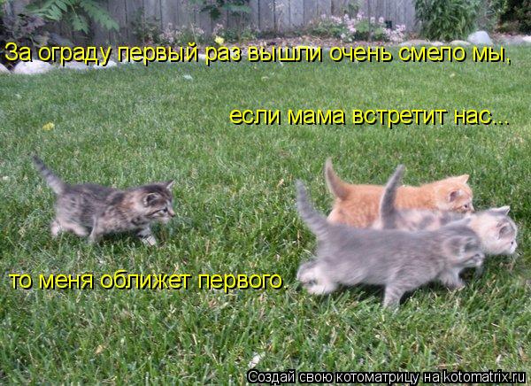 За ограду первый раз вышли очень смело мы, если мама встретит нас... то меня оближет первого.... Котоматрица: За ограду первый раз вышли очень смело мы, если мама встретит нас... то меня оближет первого.