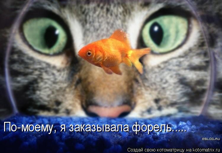 По-моему, я заказывала форель........ Котоматрица: По-моему, я заказывала форель.....