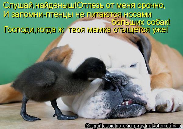 Слушай,найденыш!Отлезь от меня срочно, И запомни-птенцы не питаются носами больших собак! Господи,ко... Котоматрица: Слушай,найденыш!Отлезь от меня срочно, И запомни-птенцы не питаются носами больших собак! Господи,когда ж твоя мамка отыщется уже!