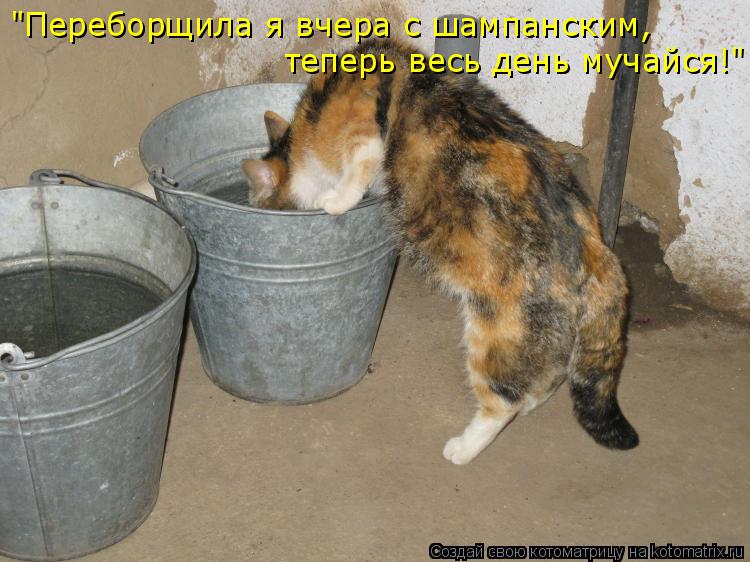 "Переборщила я вчера с шампанским, теперь весь день мучайся!"... Котоматрица: "Переборщила я вчера с шампанским, теперь весь день мучайся!"