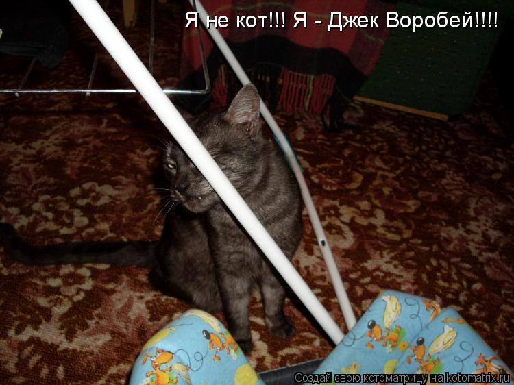 Я не кот!!! Я - Джек Воробей!!!!... Котоматрица: Я не кот!!! Я - Джек Воробей!!!!