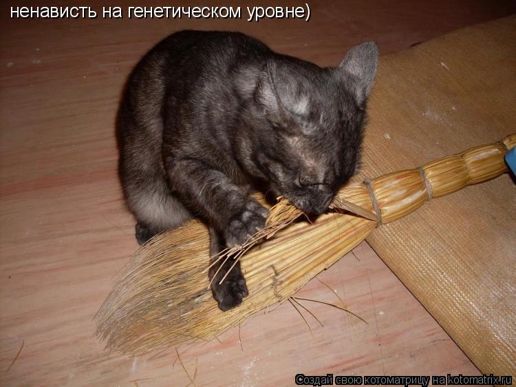 ненависть на генетическом уровне)... Котоматрица: ненависть на генетическом уровне)