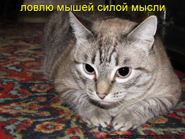 ловлю мышей силой мысли... Котоматрица: ловлю мышей силой мысли