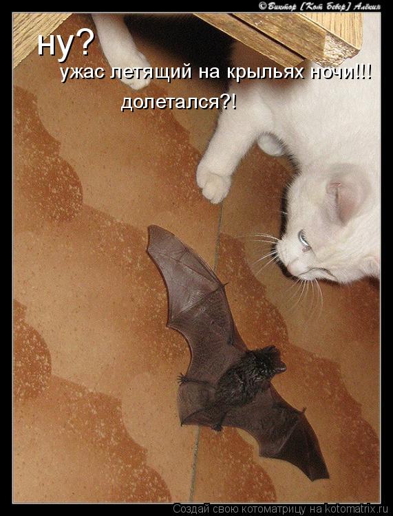 ну? ужас летящий на крыльях ночи!!! долетался?!... Котоматрица: ну? ужас летящий на крыльях ночи!!! долетался?!