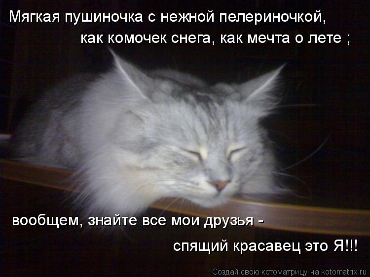 Мягкая пушиночка с нежной пелериночкой, как комочек снега, как мечта о лете ; вообщем, знайте все мои... Котоматрица: Мягкая пушиночка с нежной пелериночкой, как комочек снега, как мечта о лете ; вообщем, знайте все мои друзья - спящий красавец это Я!!!