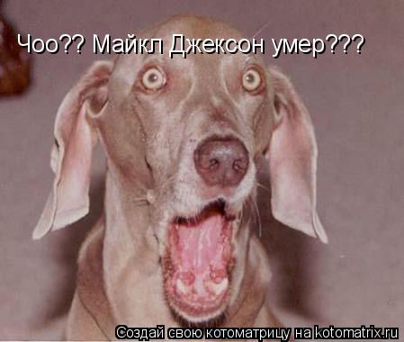 Чоо?? Майкл Джексон умер???... Котоматрица: Чоо?? Майкл Джексон умер???