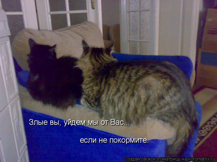 Злые вы, уйдем мы от Вас... если не покормите.... Котоматрица: Злые вы, уйдем мы от Вас... если не покормите.