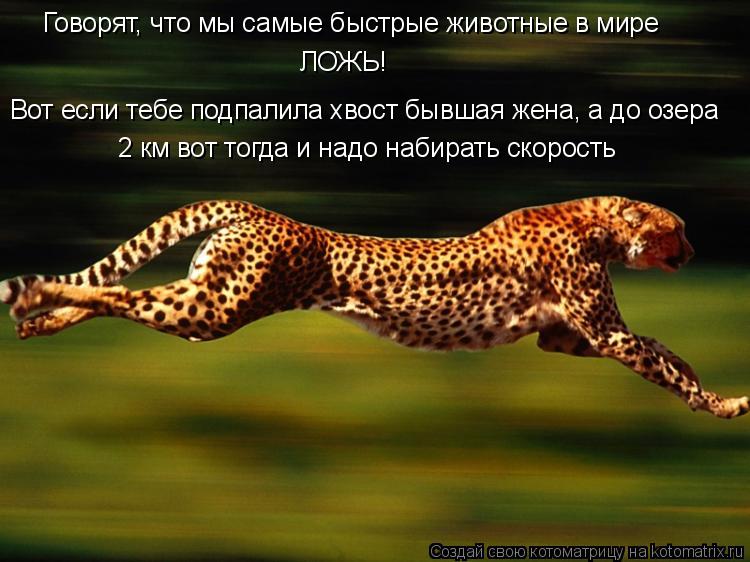 Говорят, что мы самые быстрые животные в мире ЛОЖЬ! Вот если тебе подпалила хвост бывшая жена, а до о... Котоматрица: Говорят, что мы самые быстрые животные в мире ЛОЖЬ! Вот если тебе подпалила хвост бывшая жена, а до озера 2 км вот тогда и надо набирать скоро