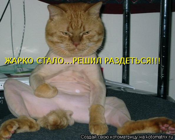 ЖАРКО СТАЛО...РЕШИЛ РАЗДЕТЬСЯ!!!... Котоматрица: ЖАРКО СТАЛО...РЕШИЛ РАЗДЕТЬСЯ!!!