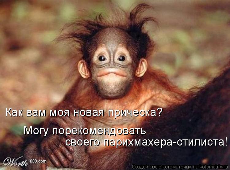 Как вам моя новая прическа? Могу порекомендовать своего парихмахера-стилиста!... Котоматрица: Как вам моя новая прическа? Могу порекомендовать своего парихмахера-стилиста!