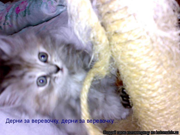 Котоматрица: Дерни за веревочку, дерни за веревочку...