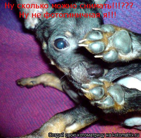 Котоматрица: Ну сколько можно снимать!!!??? Ну не фотогиничная я!!!