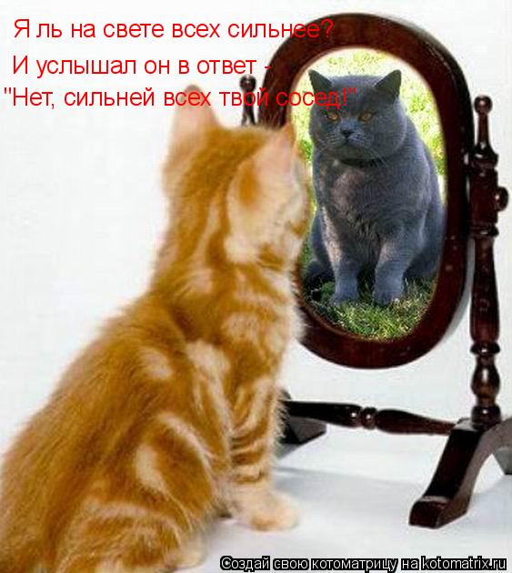 Котоматрица: Я ль на свете всех сильнее? И услышал он в ответ - "Нет, сильней всех твой сосед!"