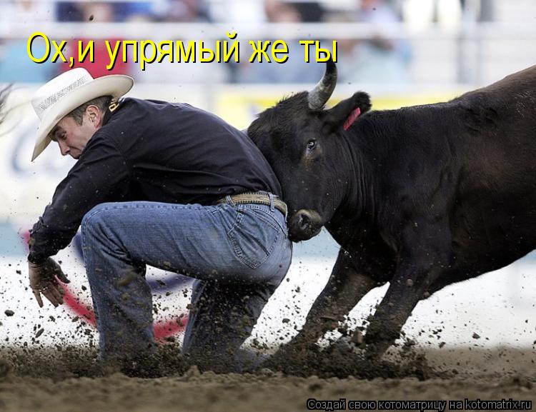 Ох,и упрямый же ты... Котоматрица: Ох,и упрямый же ты