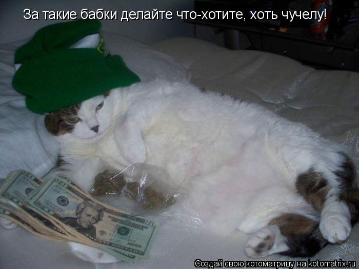 За такие бабки делайте что-хотите, хоть чучелу!... Котоматрица: За такие бабки делайте что-хотите, хоть чучелу!