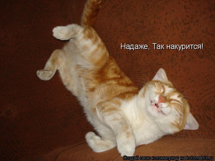 Надаже, Так накурится!... Котоматрица: Надаже, Так накурится!