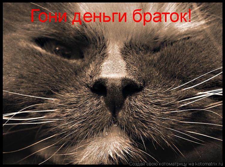 Гони деньги браток!... Котоматрица: Гони деньги браток!