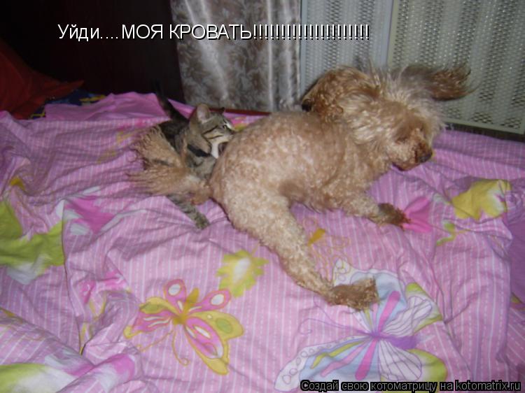 Уйди....МОЯ КРОВАТЬ!!!!!!!!!!!!!!!!!!!!!... Котоматрица: Уйди....МОЯ КРОВАТЬ!!!!!!!!!!!!!!!!!!!!!