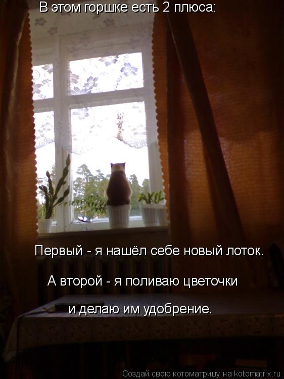 В этом горшке есть 2 плюса: А второй - я поливаю цветочки и делаю им удобрение. Первый - я нашёл себ... Котоматрица: В этом горшке есть 2 плюса: А второй - я поливаю цветочки и делаю им удобрение. Первый - я нашёл себе новый лоток.