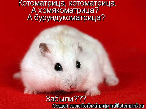 Забыли??? Котоматрица, котоматрица. А хомякоматрица? А бурундукоматрица?... Котоматрица: Забыли??? Котоматрица, котоматрица. А хомякоматрица? А бурундукоматрица?