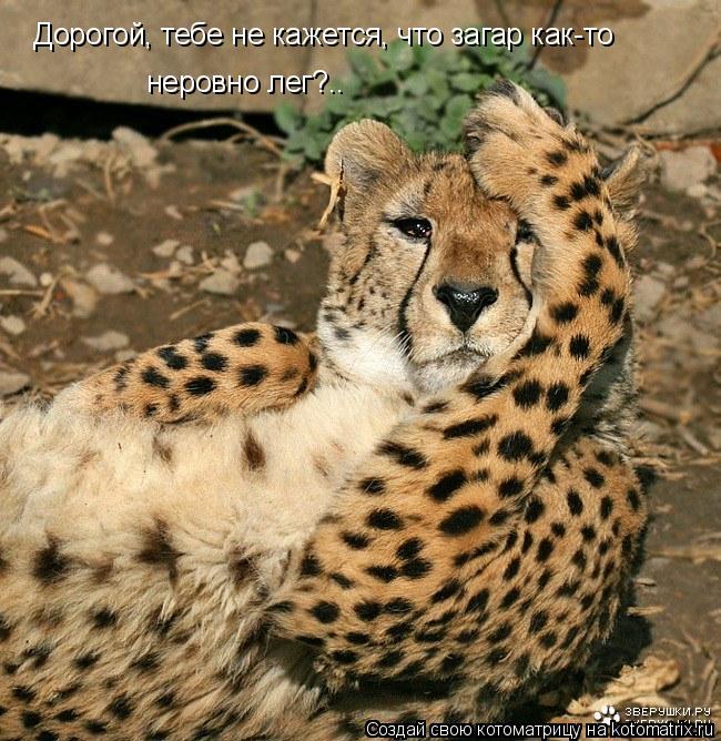 Котоматрица: Дорогой, тебе не кажется, что загар как-то неровно лег?..
