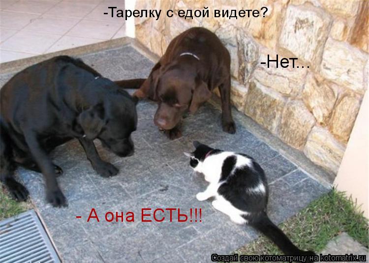 Котоматрица: -Тарелку с едой видете? -Нет... - А она ЕСТЬ!!!