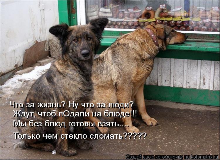Что за жизнь? Ну что за люди? Ждут, чтоб пОдали на блюде!!! Мы без блюд готовы взять.... Только чем... Котоматрица: Что за жизнь? Ну что за люди? Ждут, чтоб пОдали на блюде!!! Мы без блюд готовы взять.... Только чем стекло сломать?????