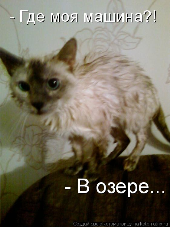 Котоматрица: - Где моя машина?! - В озере...