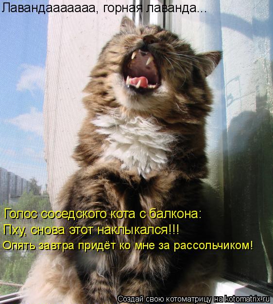 Котоматрица: Лавандааааааа, горная лаванда... Голос соседского кота с балкона: Пху, снова этот наклыкался!!! Опять завтра придёт ко мне за рассольчиком!