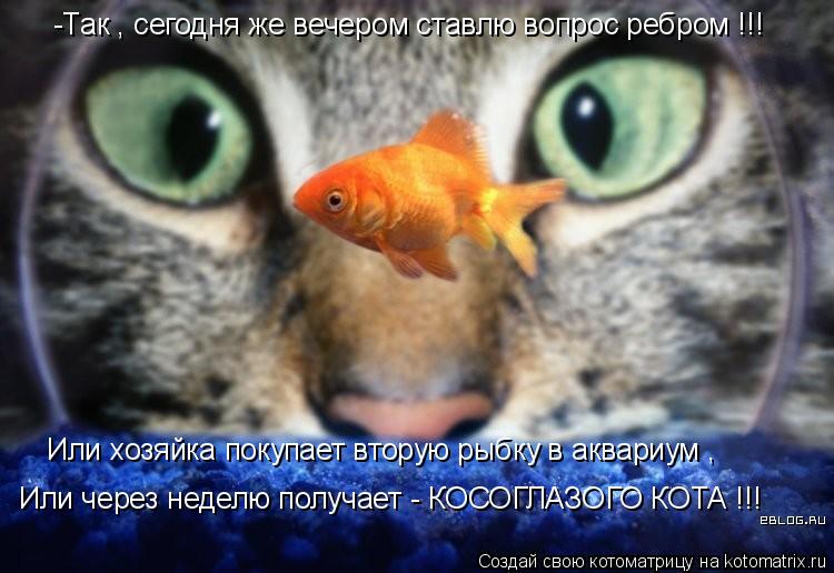 -Так , сегодня же вечером ставлю вопрос ребром !!! Или через неделю получает - КОСОГЛАЗОГО КОТА !!! ... Котоматрица: -Так , сегодня же вечером ставлю вопрос ребром !!! Или через неделю получает - КОСОГЛАЗОГО КОТА !!! Или хозяйка покупает вторую рыбку в аквариу