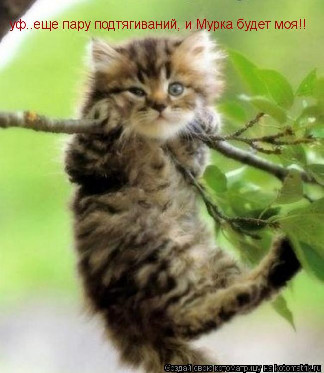 Котоматрица: уф..еще пару подтягиваний, и Мурка будет моя!!