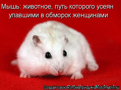 Котоматрица: Mышь: животное, путь которого усеян  упавшими в обморок женщинами