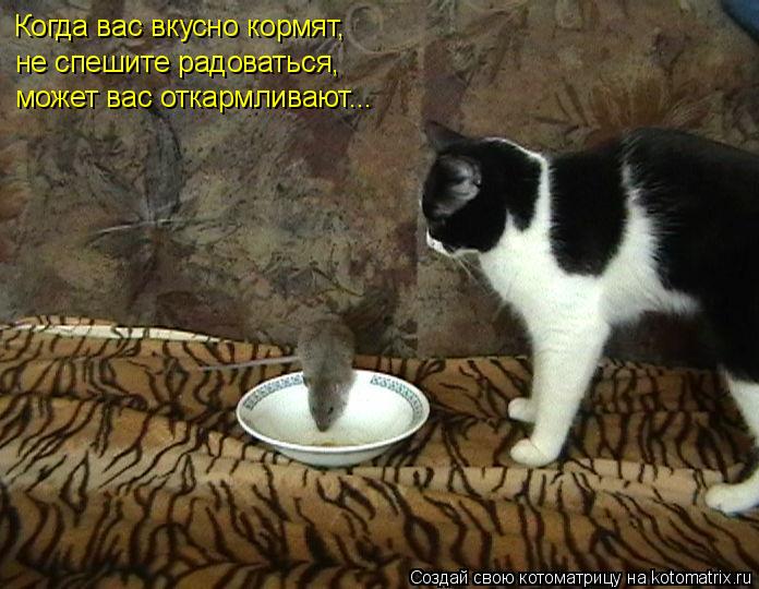 Когда вас вкусно кормят, не спешите радоваться, может вас откармливают...... Котоматрица: Когда вас вкусно кормят, не спешите радоваться, может вас откармливают...