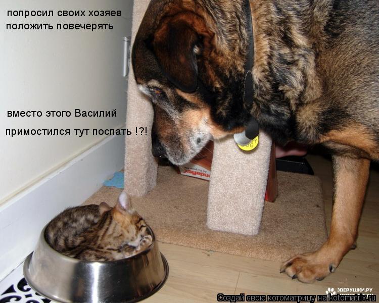 Котоматрица: попросил своих хозяев положить повечерять вместо этого Василий примостился тут поспать !?!