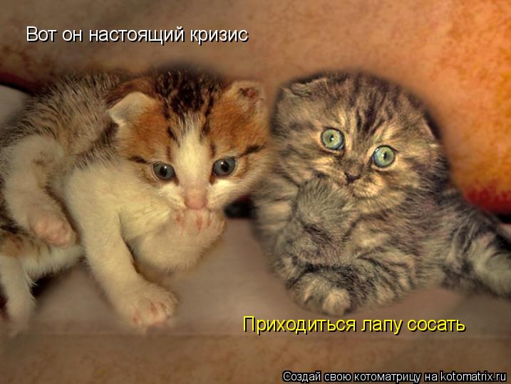 Котоматрица: Вот он настоящий кризис Приходиться лапу сосать