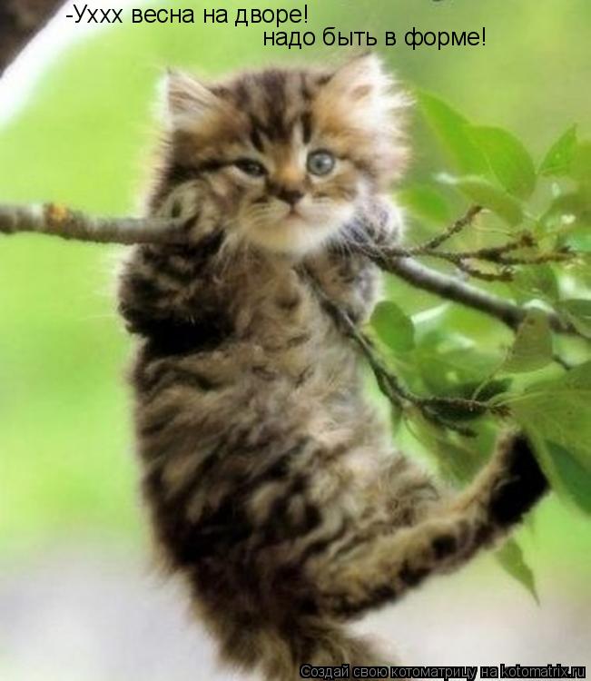 Котоматрица: -Уххх весна на дворе! надо быть в форме!